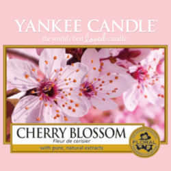 Cherry Blossom